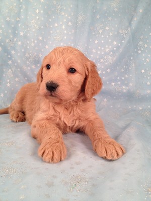 Goldendoodle puppy for sale, Male Born Nov.20th #16|Goldendoodle Breeders Selling Goldendoodles for less Than most Goldendoodle breeders in Fort Lauderdale, FL.